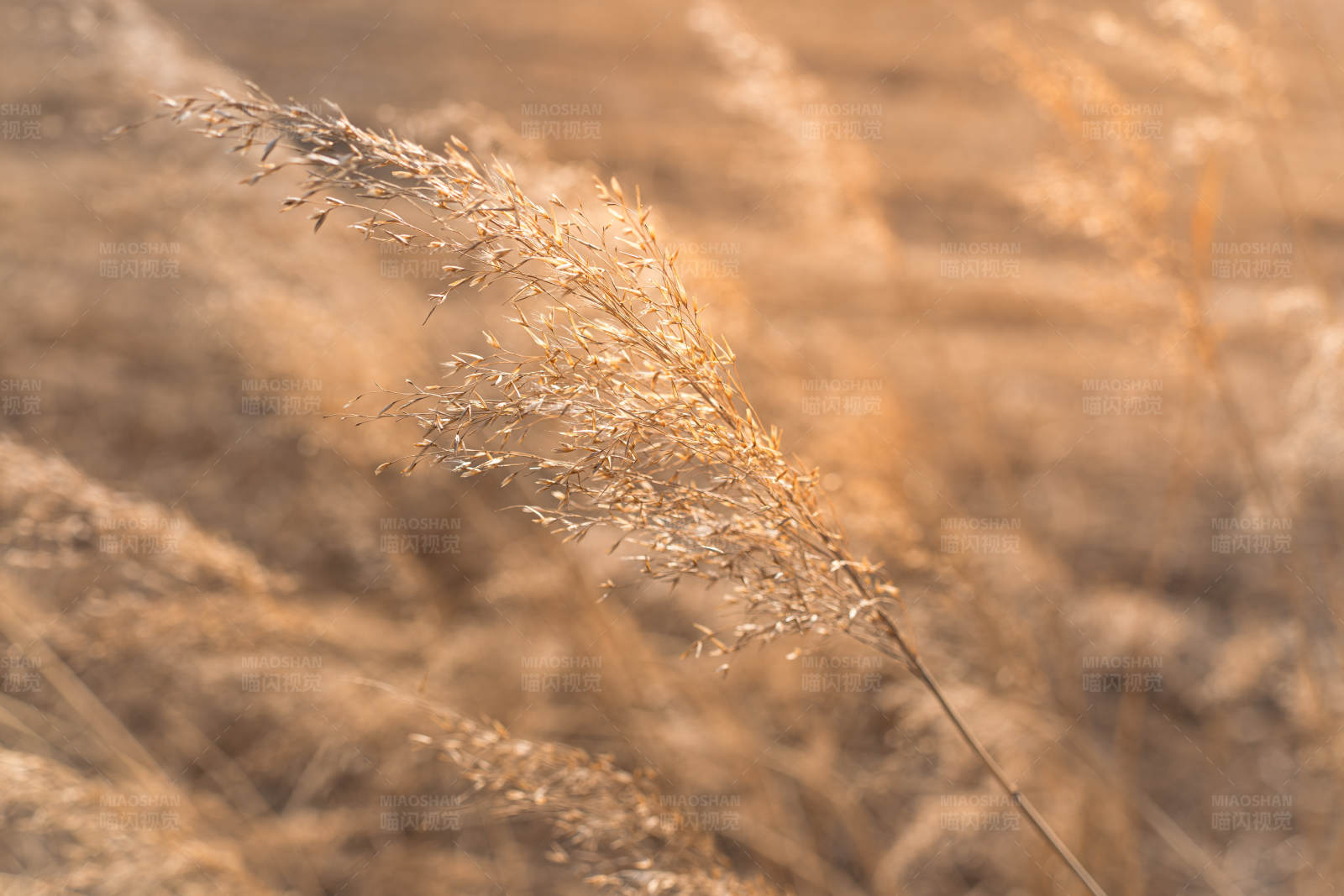 秋日阳光下的芦苇图片