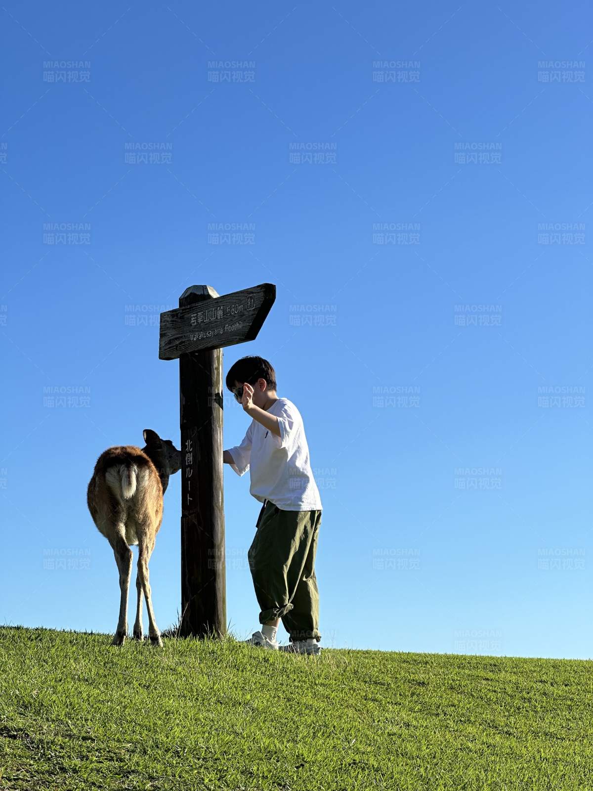 男孩与鹿的宁静时光图片