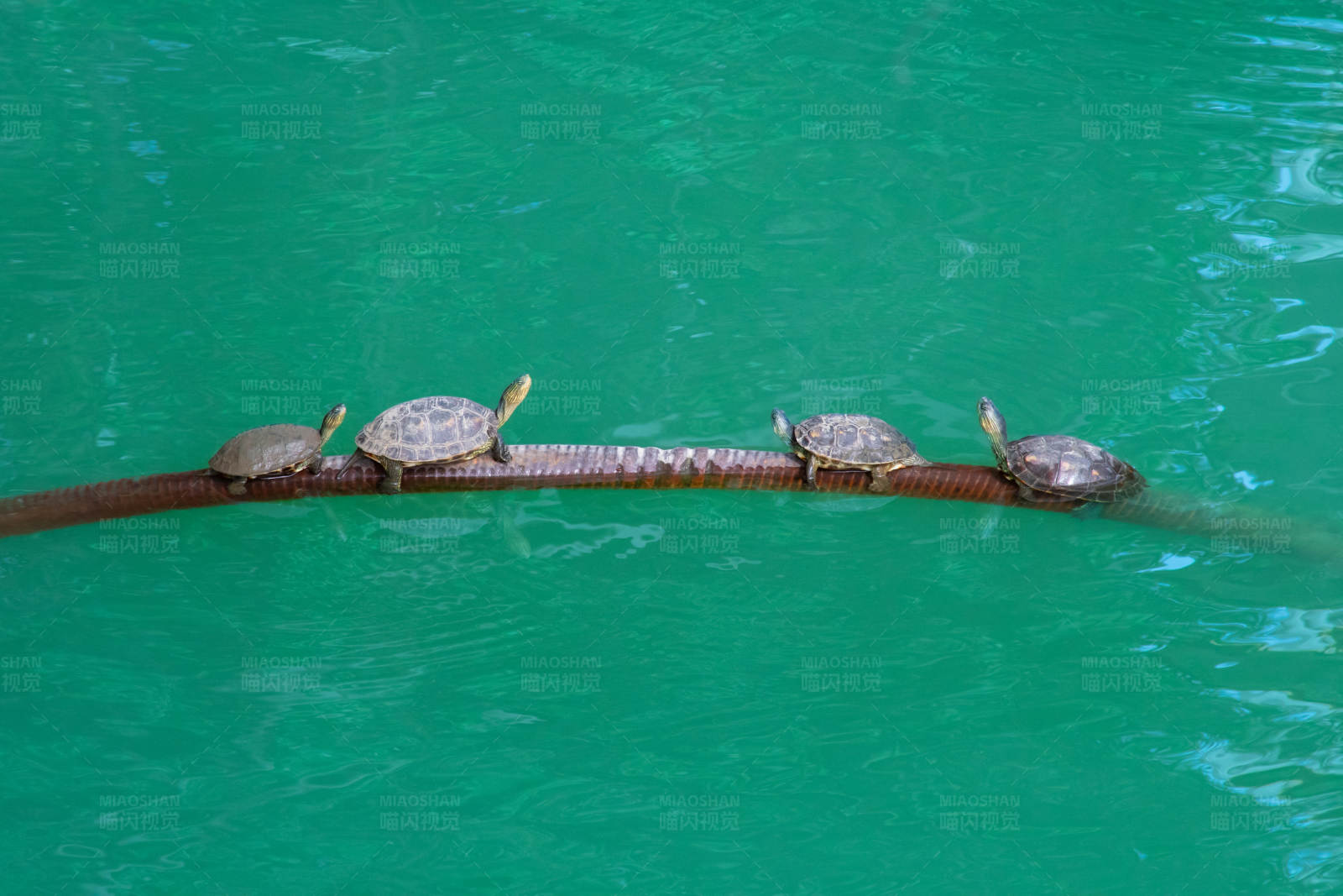 浮木上的四只乌龟图片
