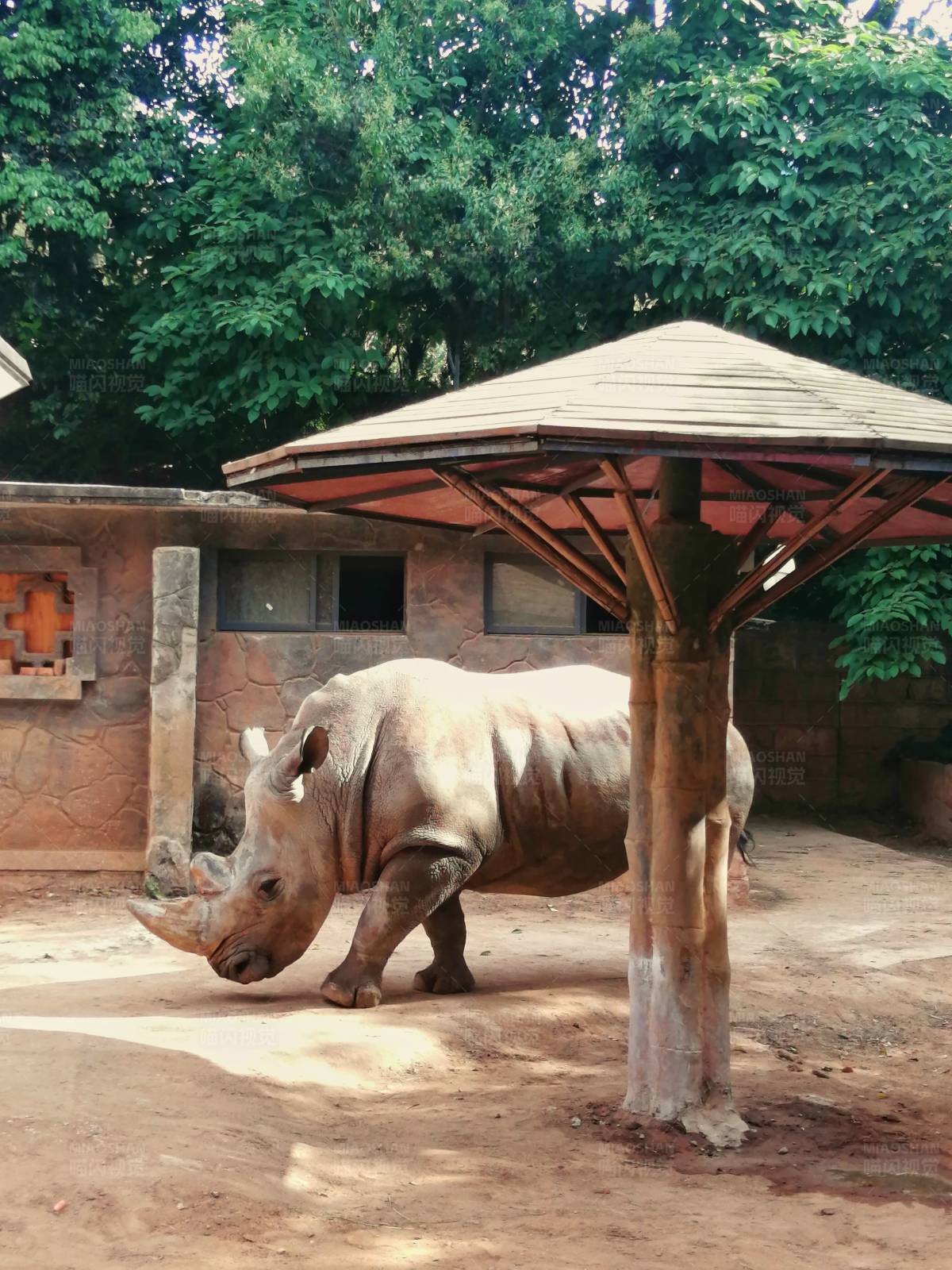 动物园犀牛避暑图片