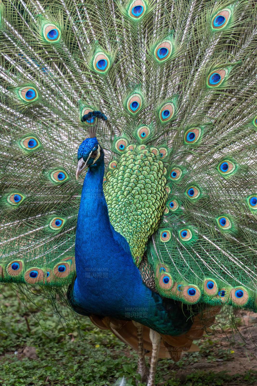 开屏的孔雀图片