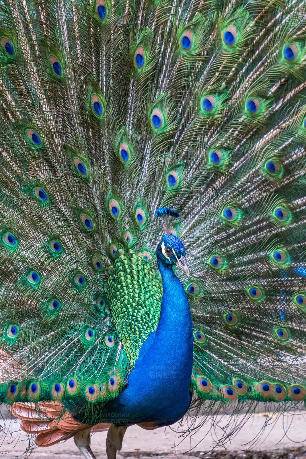 开屏的孔雀图片