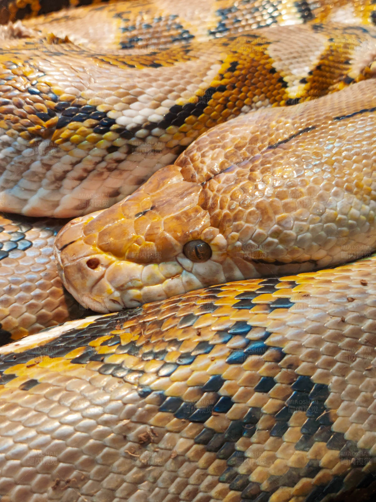 巨蟒盘踞 鳞片闪烁图片
