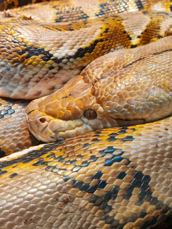 巨蟒盘踞 鳞片闪烁图片