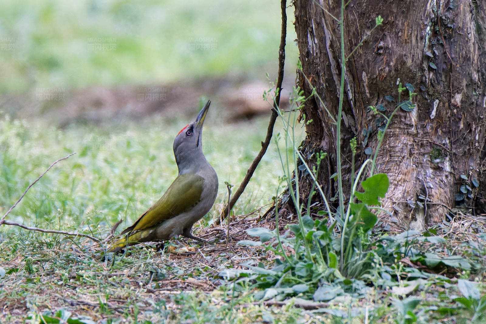 林间觅食的啄木鸟图片