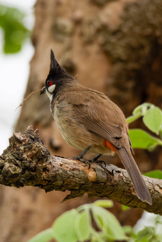 红耳鹎筑巢图片