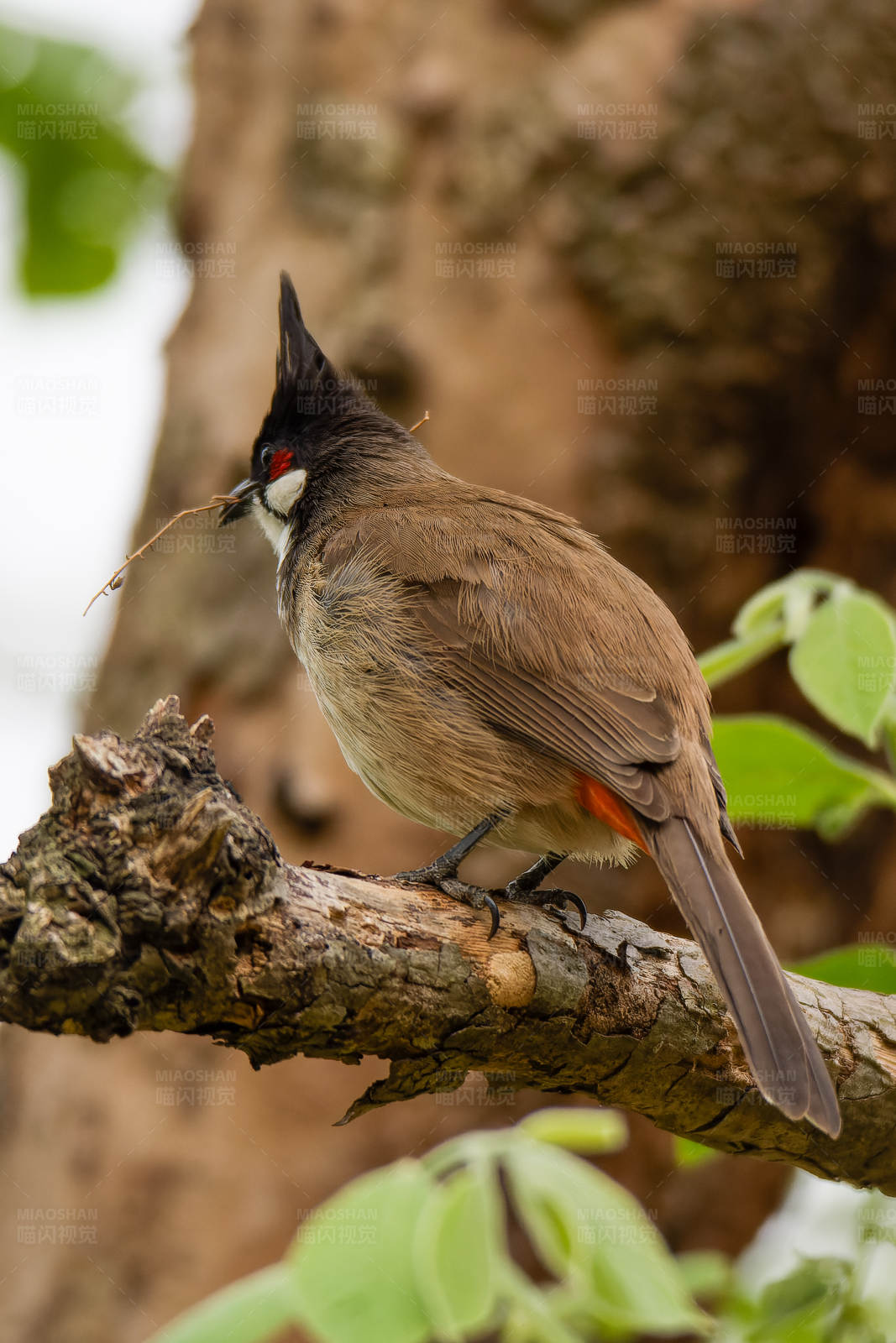 红耳鹎筑巢图片