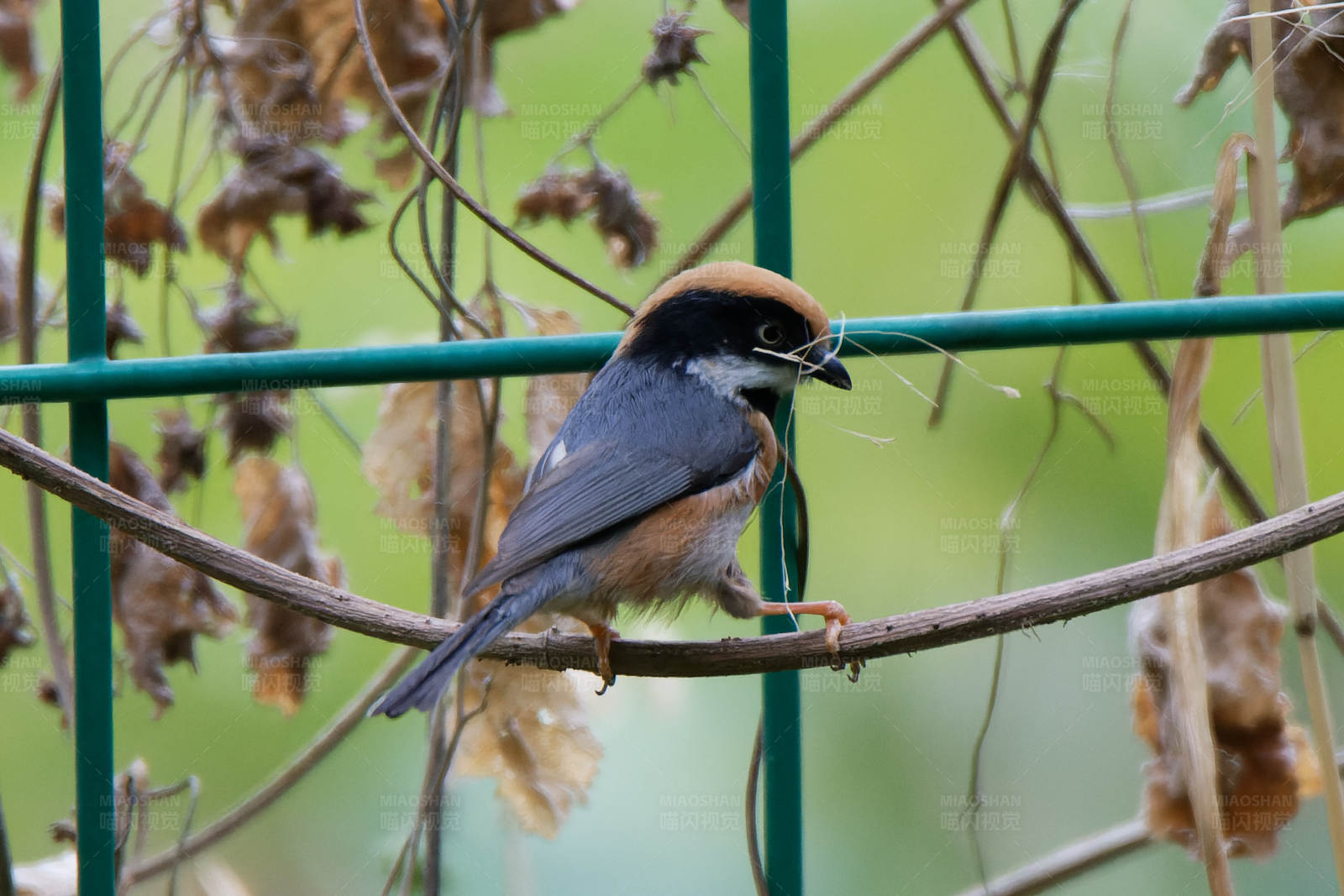 鸟儿栖息 秋叶背景图片