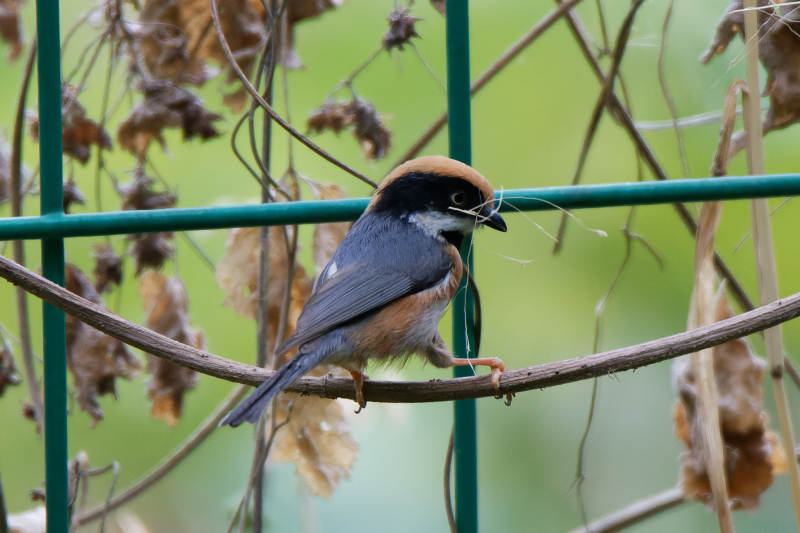 鸟儿栖息 秋叶背景图片