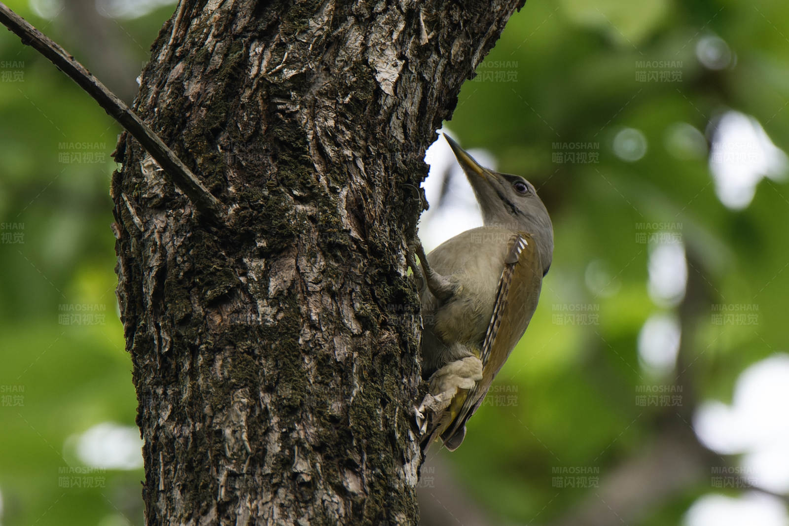 树干上的啄木鸟图片