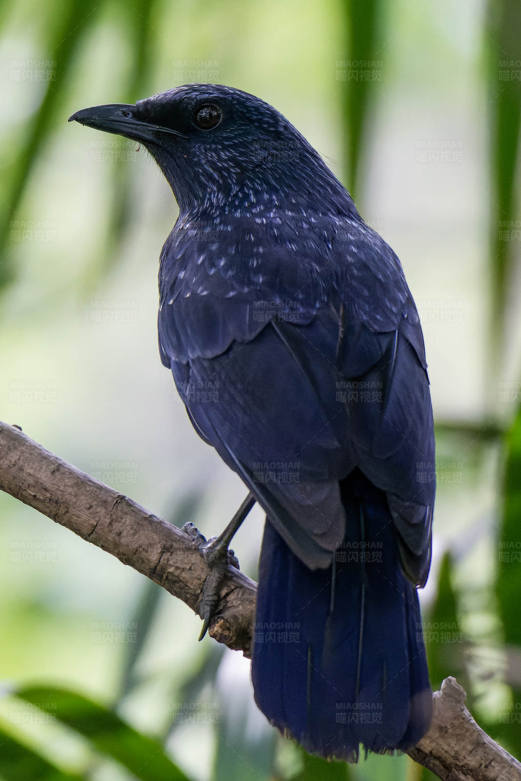 深蓝鸟栖息枝头图片