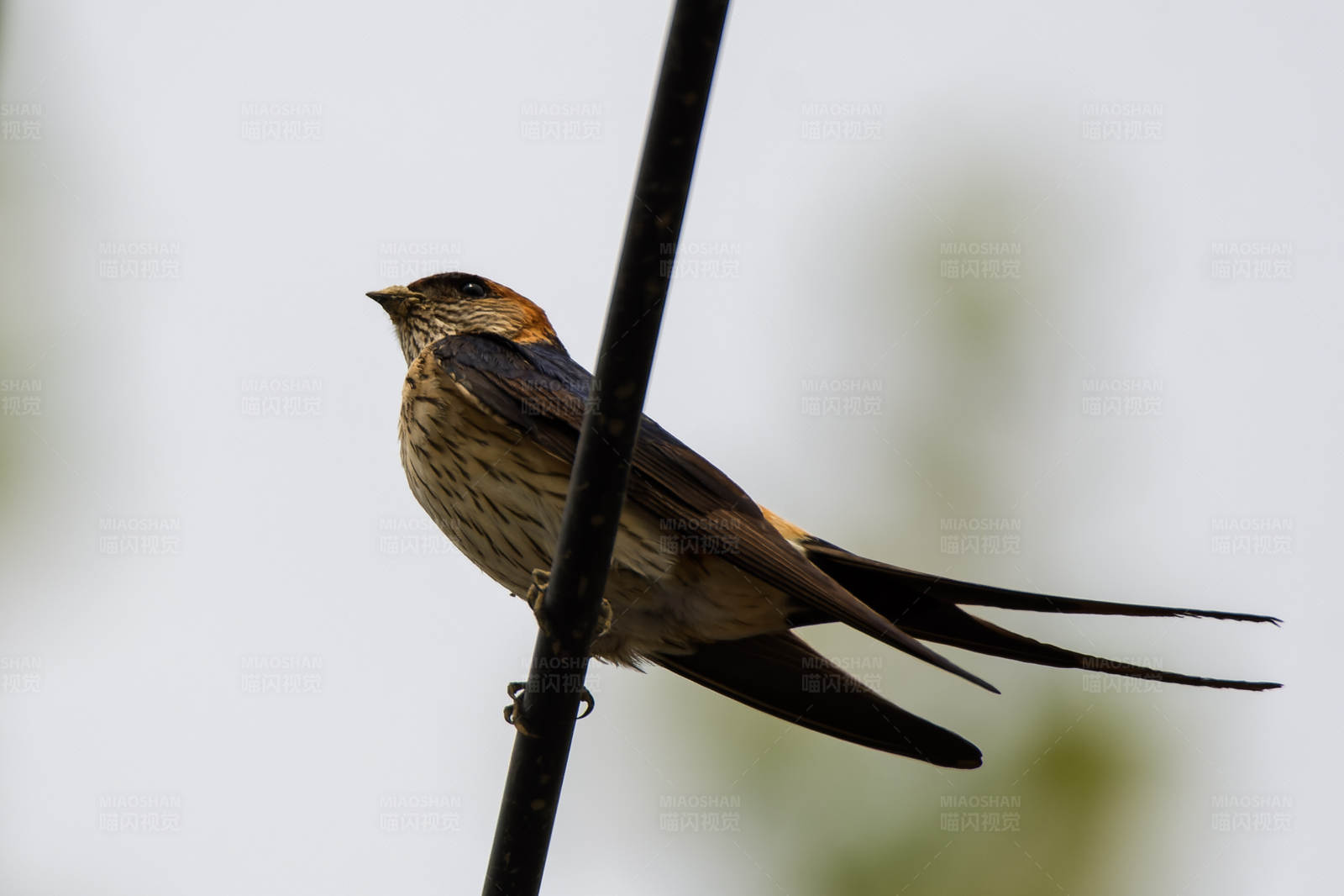 燕子栖息在电线上的瞬间图片