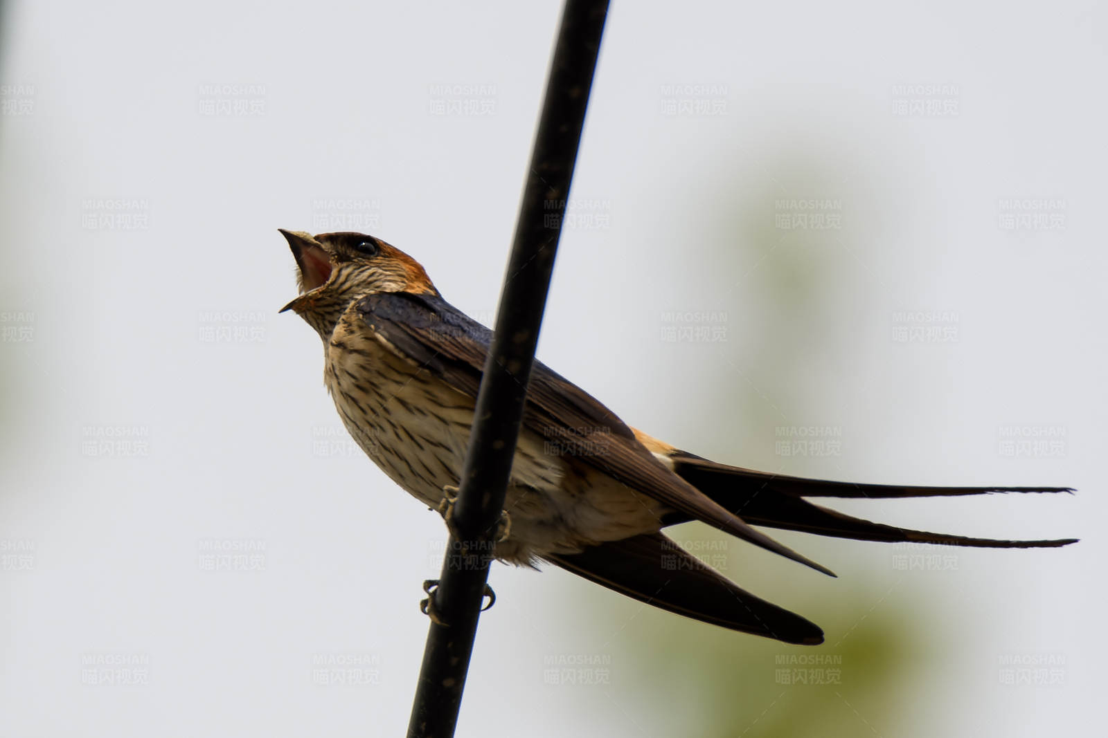 鸣唱的燕子图片