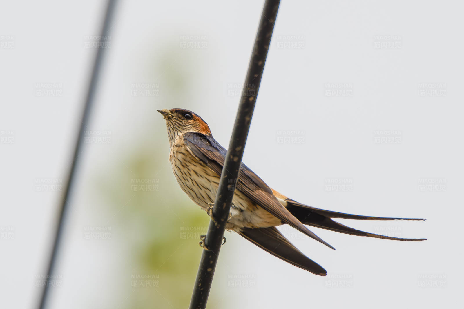 长尾鸟栖息细枝上图片