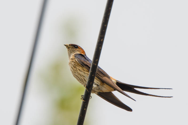 长尾鸟栖息细枝上图片