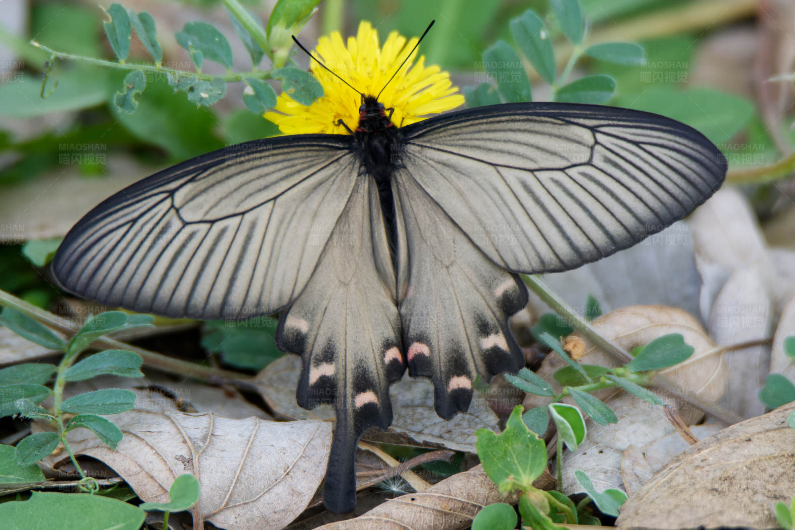 蝴蝶与黄花图片