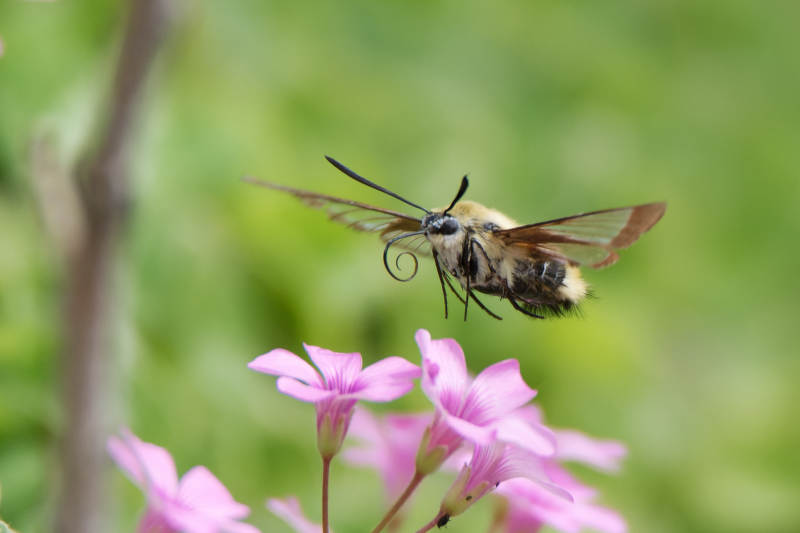 蜂鸟蛾采蜜图片