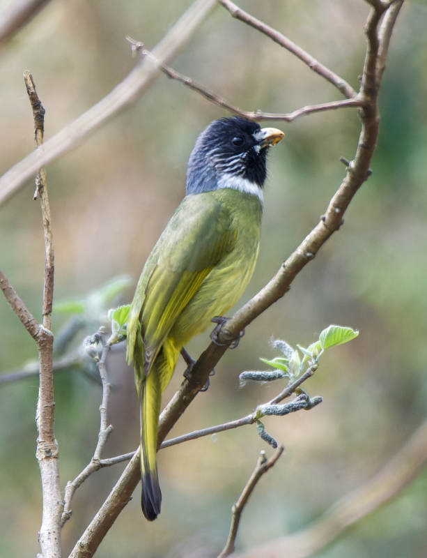 黑头绿鸟栖枝头图片
