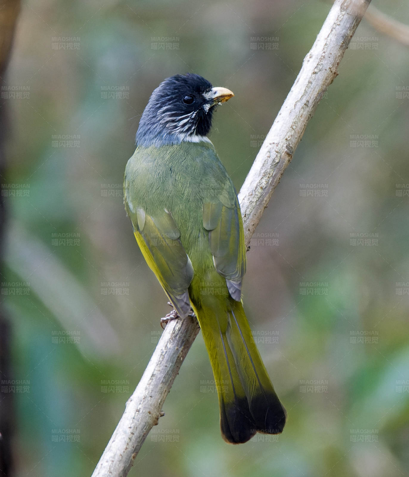 黑头绿鸟栖枝头图片
