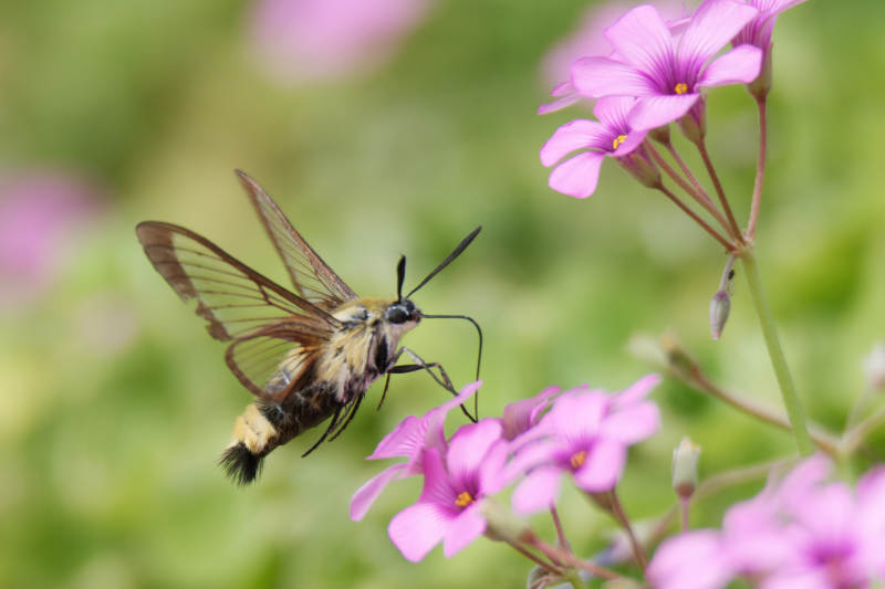蜂鸟蛾采蜜图片