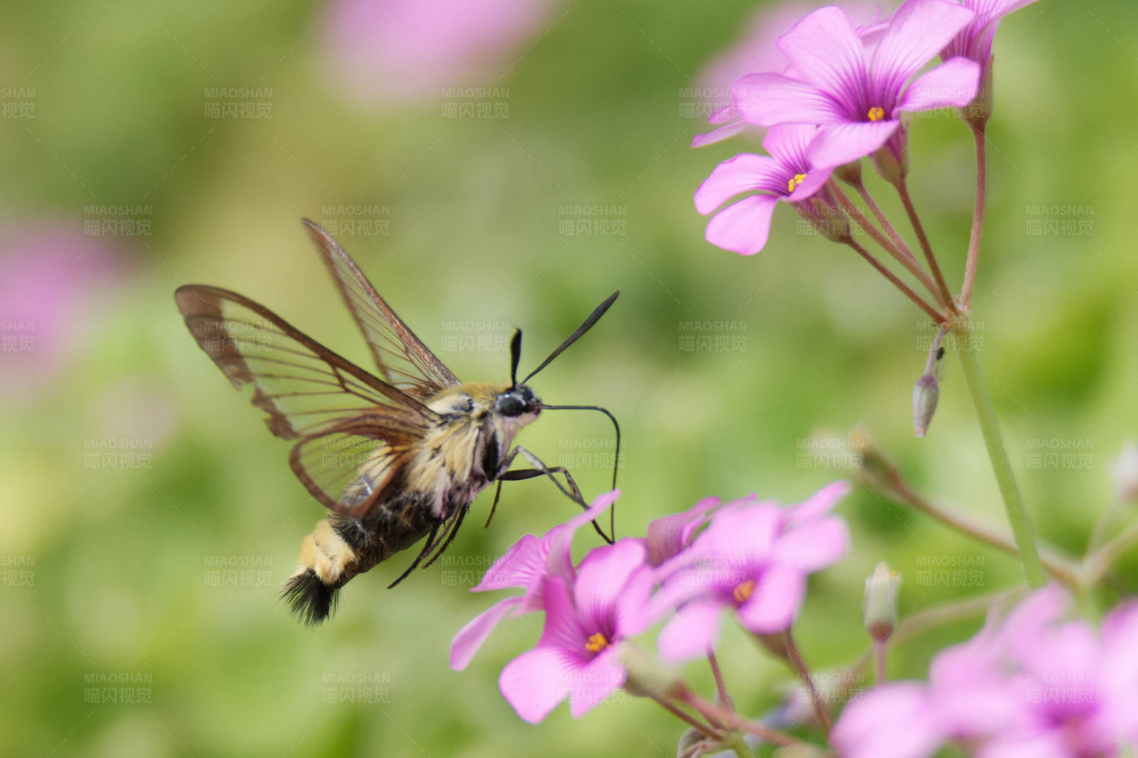蜂鸟蛾采蜜图片
