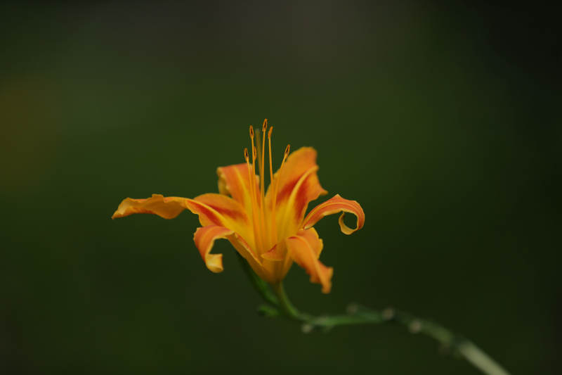 孤芳自赏的橙色花朵图片