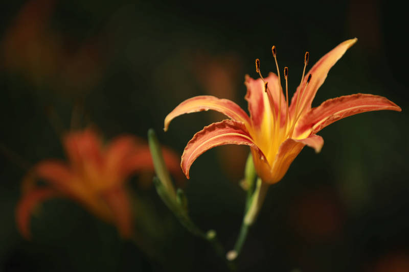 橙色花朵的特写图片
