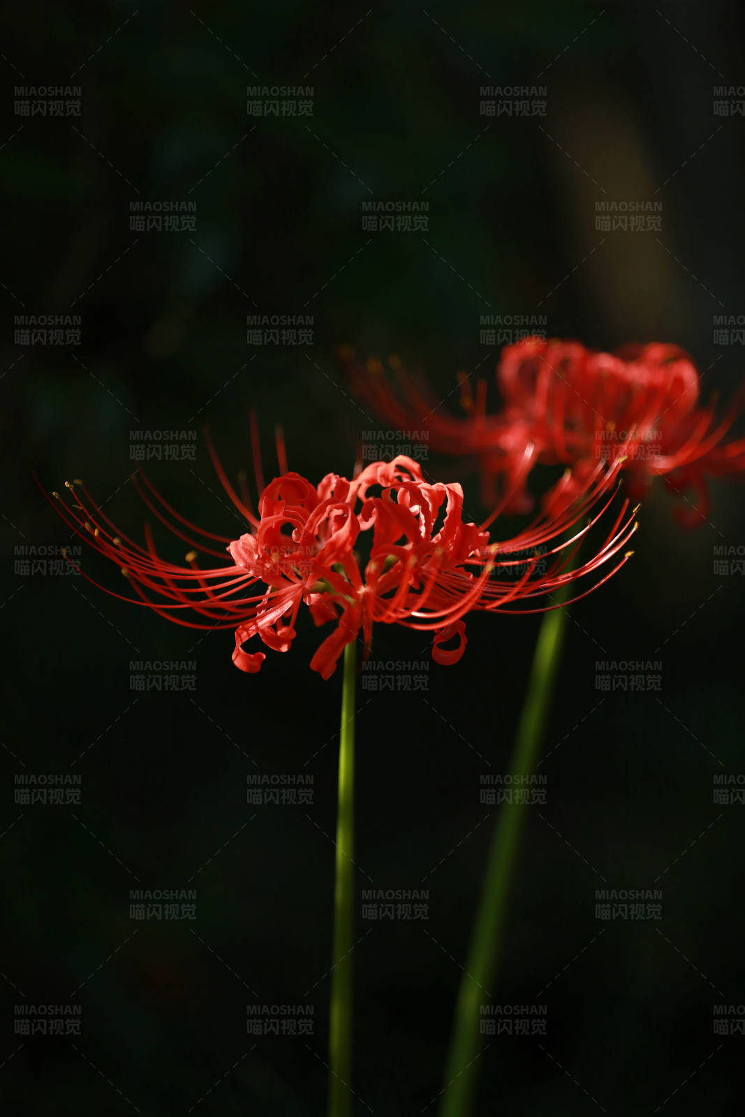 红花石蒜的美丽瞬间图片