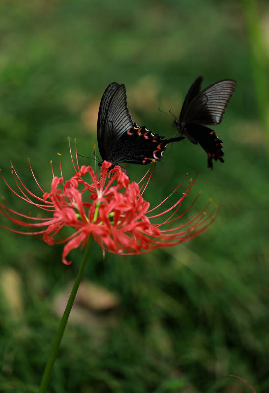 蝴蝶与红花共舞图片