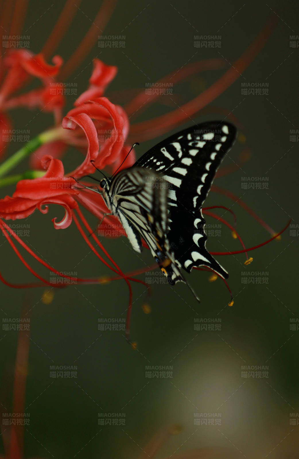 蝴蝶与红花的美丽邂逅图片