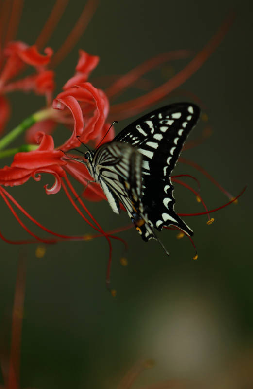 蝴蝶与红花的美丽邂逅图片
