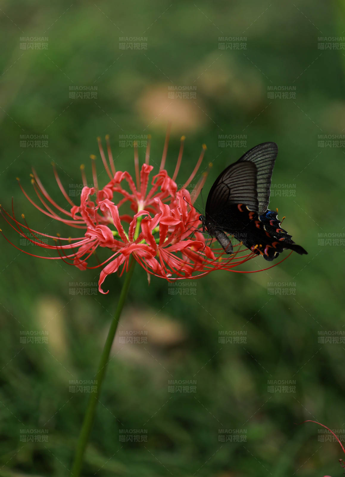 蝶舞红花间图片