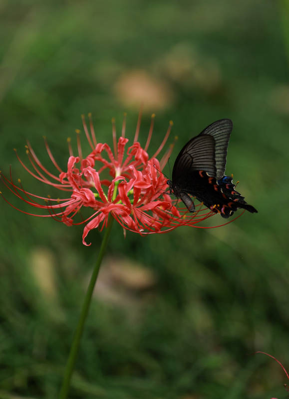 蝶舞红花间图片
