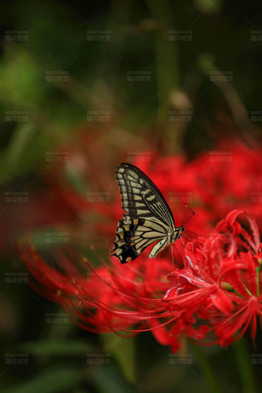 蝶舞红花间图片