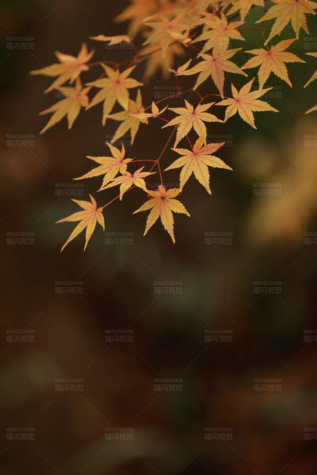 秋日金色枫叶图片