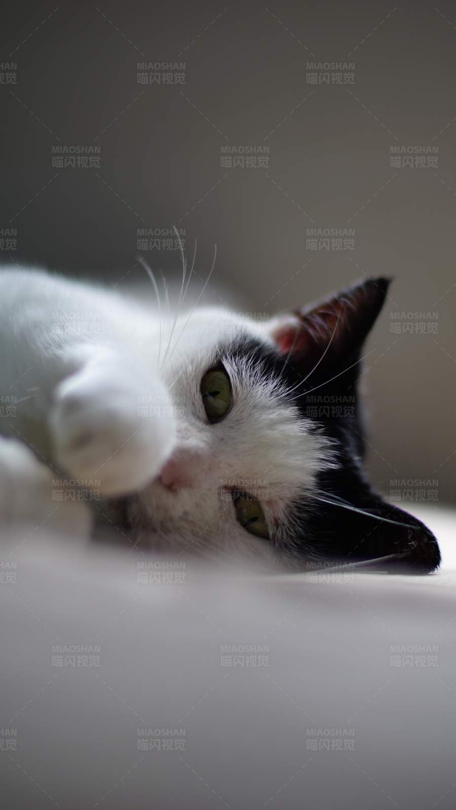 慵懒黑白猫图片