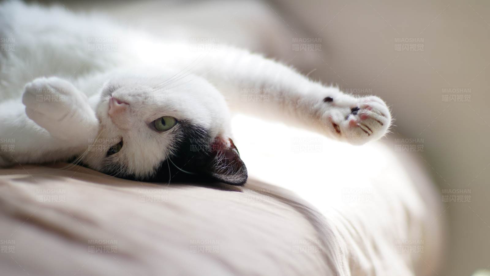 慵懒白猫享受阳光图片