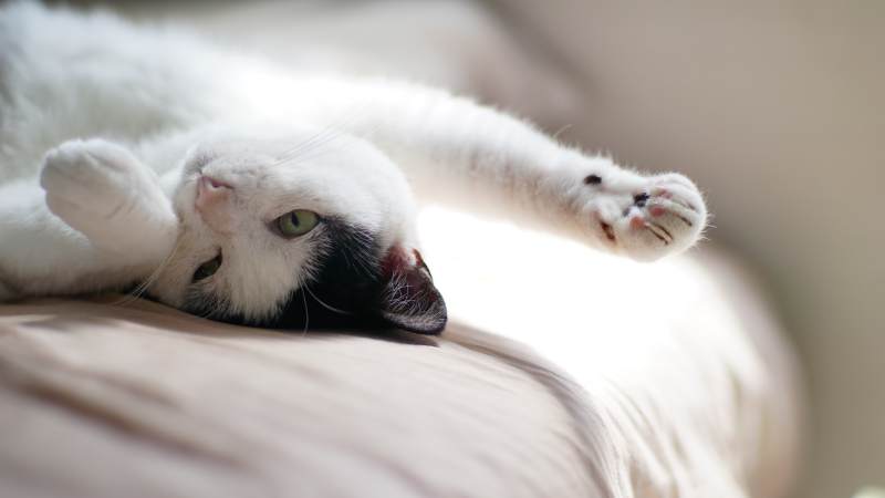 慵懒白猫享受阳光图片