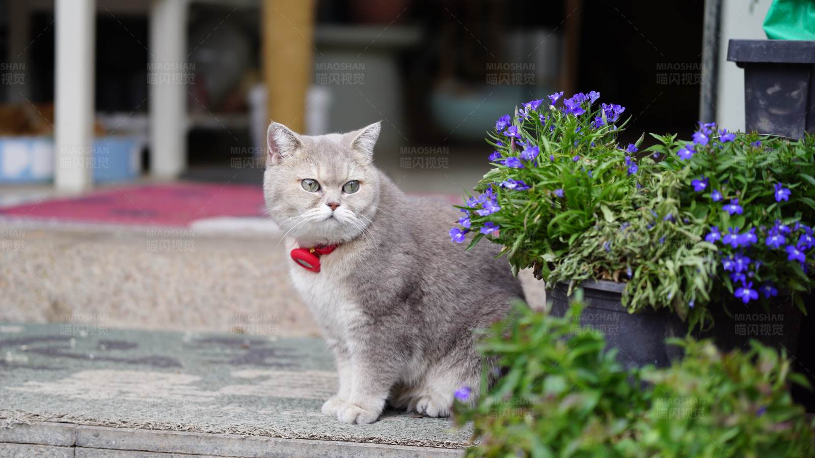 灰猫红领结 花旁静坐图片