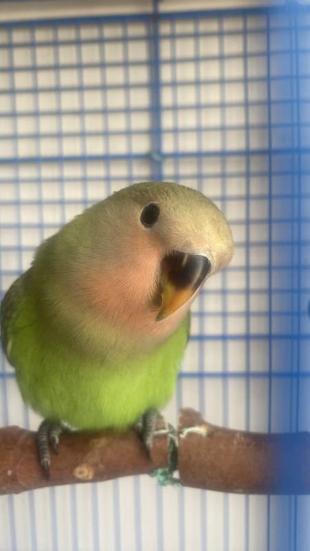 笼中绿鹦鹉图片
