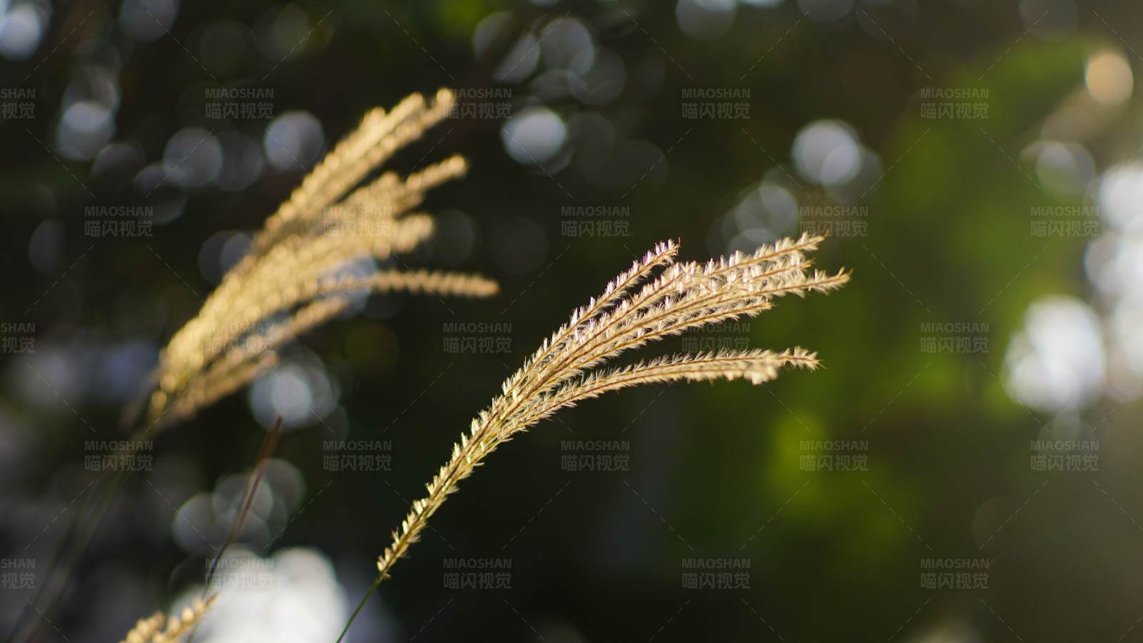 阳光下的草穗图片