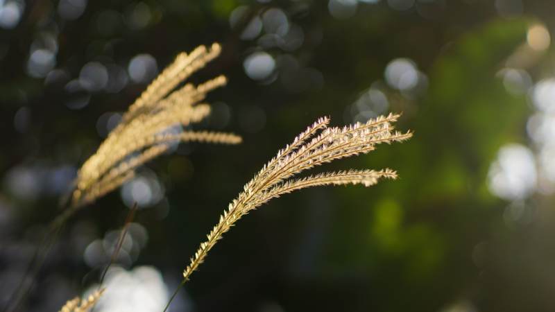 阳光下的草穗图片