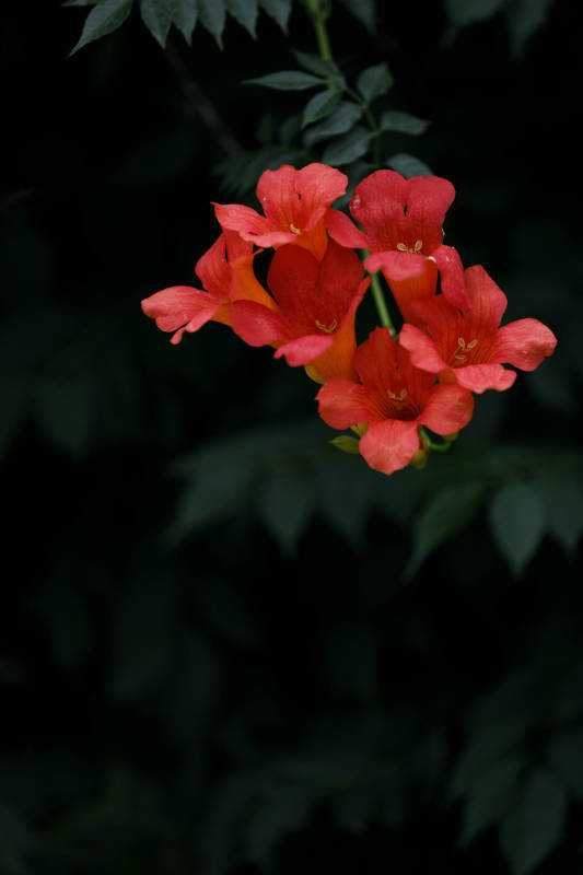 红色花朵在暗背景中图片