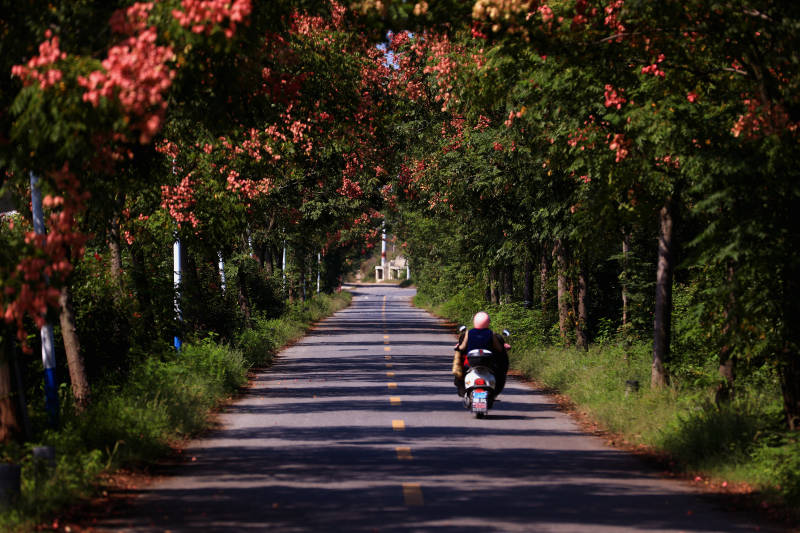 南京江宁深秋缤纷林荫道上的摩托车图片