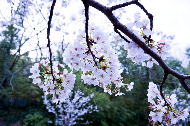 樱花盛开的美丽景象图片