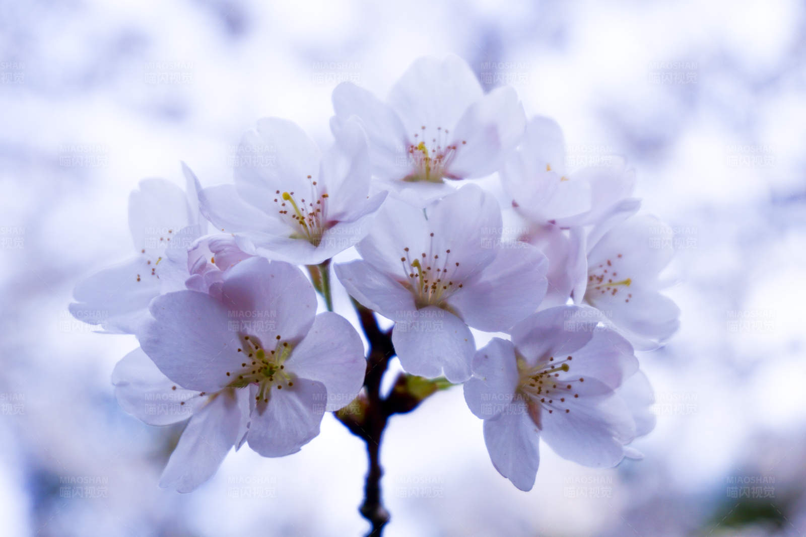 樱花盛开 春意盎然图片