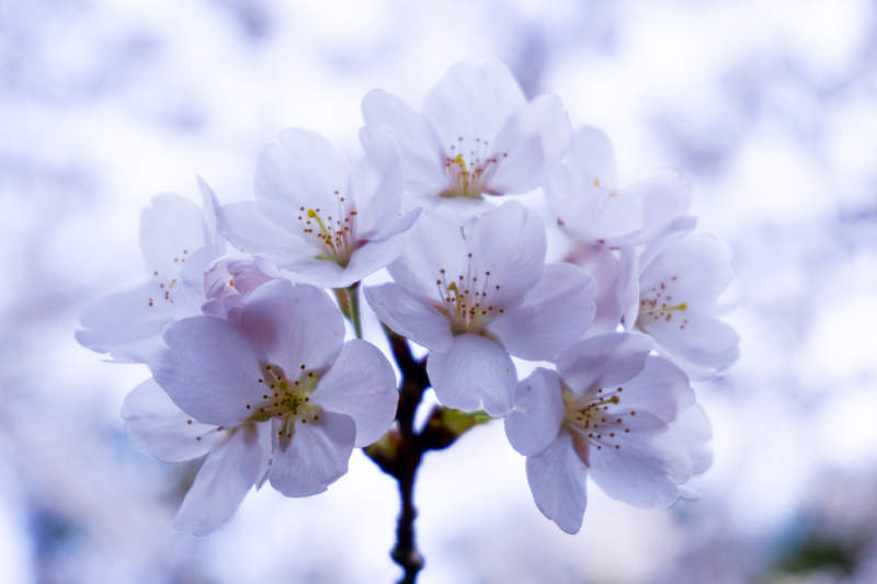 樱花盛开 春意盎然图片