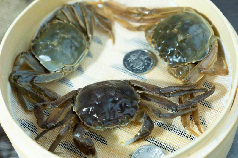 蒸笼里的三只螃蟹图片