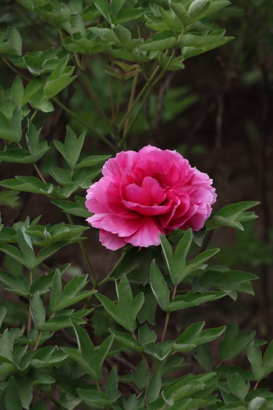 粉色花朵绿叶背景图片