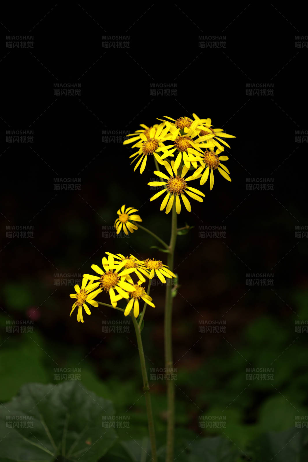 黄色野花在黑夜中绽放图片